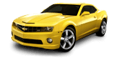 muscle